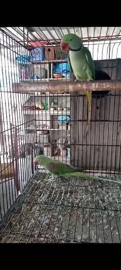 Raw Parrot Pair 0