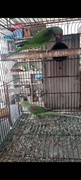 Raw Parrot Pair 1