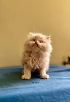 cat Persian Kitten