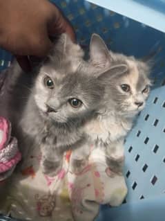 2 pair Persian cats