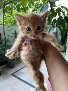Adorable Kittens For Adoption