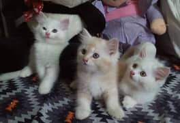 beautiful kittens for sell