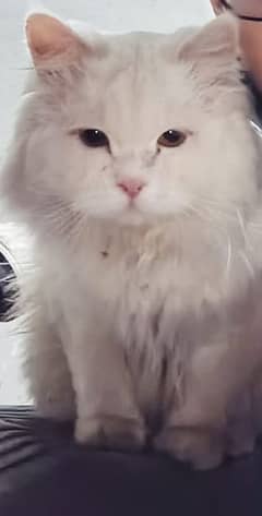 Persian white cat for adoption