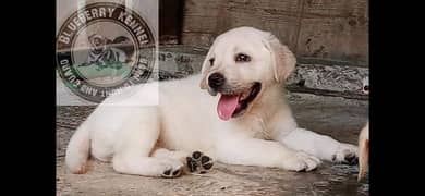 British Labrador Puppie pedigree03134111831