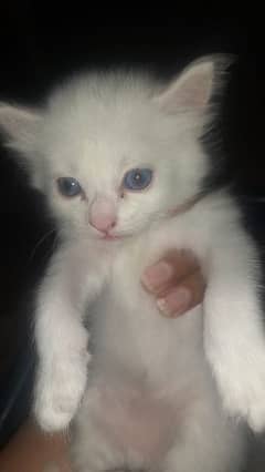 cat  /kittens / Barbies / Persian / for sale 0 3 1 5 4 1 8 0 1 7 8