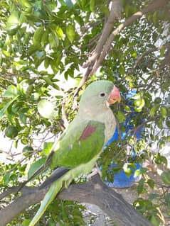 tamed raw parrot for sale