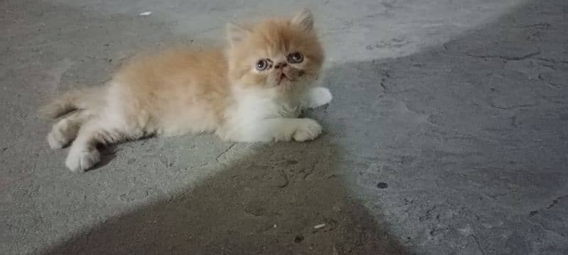 Peke Female Cat 7