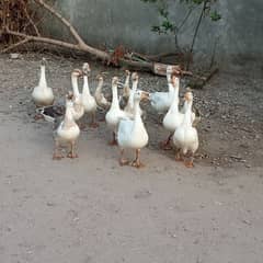10 Ducks for sale