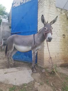 donkey for sale