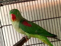 Alexander & Kashmiri Green Parrots&Cages in different sizes Available