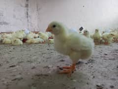 2 weeks old white layer chickes are available for sale