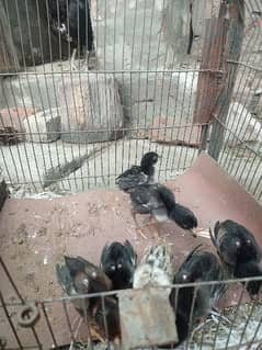 Thai Aseel hen with 7 chicks.