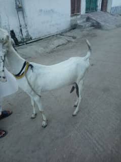 goat for sale 2 months gaban urgent sale phone number 03360544898