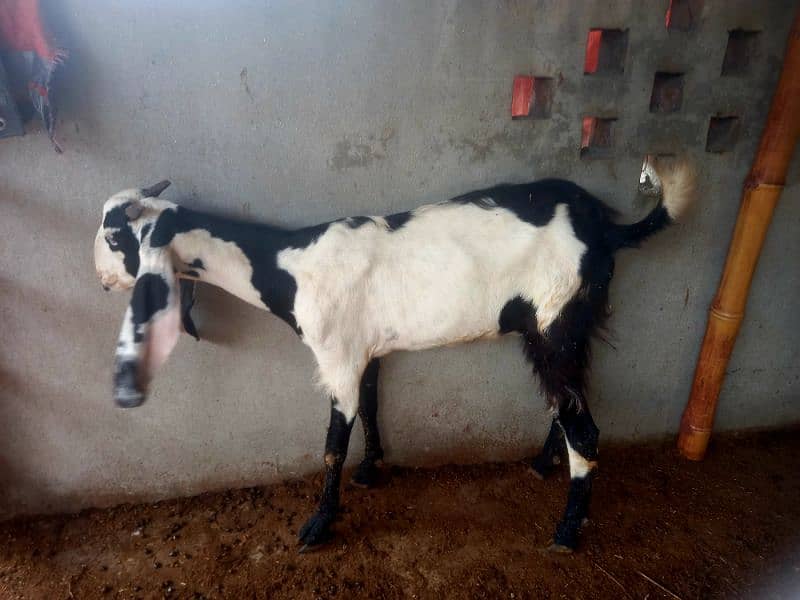 Dood wali bakri goat for sale 2