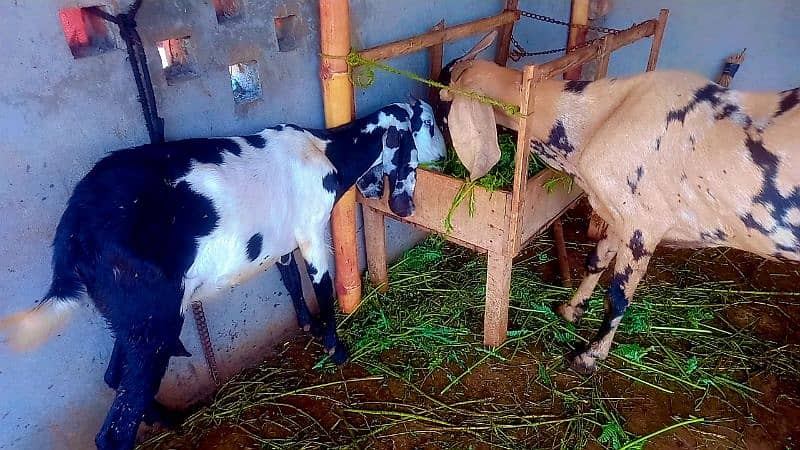 Dood wali bakri goat for sale 4