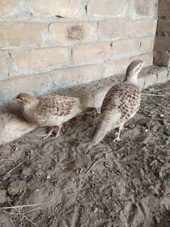 Irani big pair for sale good size do dafa breed kr ckuhe hain