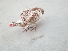 aseel hens for sale