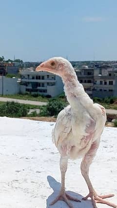 Heera Aseel Chicks Available