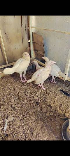 Quality Chick Aseel Heera for Sale