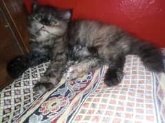 Persian kitten triple Cooted