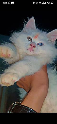 Odd eyes Persian Cat. triple Cot. beautiful Doll face