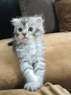 Scotish fold kittens/ Kitten / Triple coat / Cute Cats / Fluffy Cat