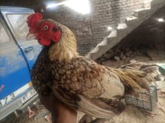 aseel breeder forr sale demand 9000