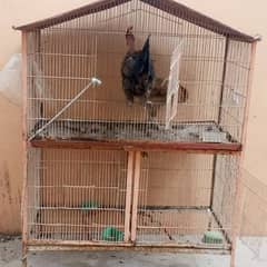 مرغیاں براے فروخت اور پنجارہ