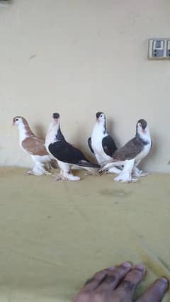 german sherazi pigeon 4 piece 3185461922