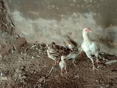 Aseel murgi with chicks