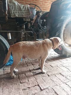 Labrador dog 1.5 year age ha