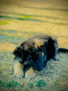 German Shepherd Puppies