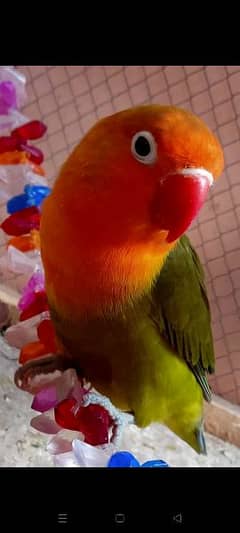 love birds parrot cage be mil jay ga in ki sab chezon KY sath 3k me