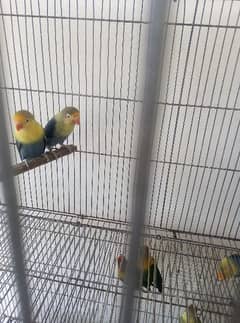 love birds set up  for sell