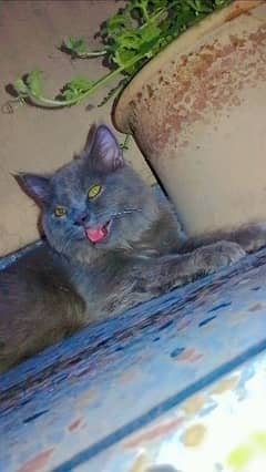 Greyish black Persian Cat