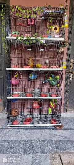 Australian birds breeder pair with cage in this price birds not includ