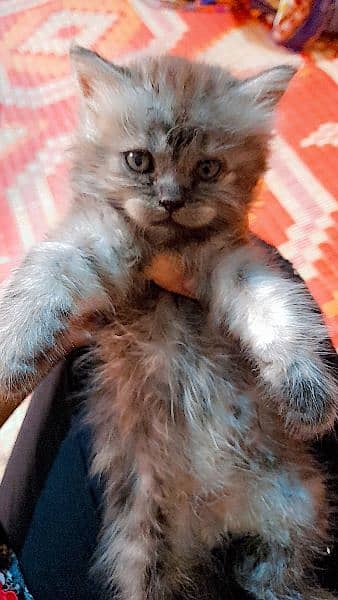 pure Persian grey kitten 6
