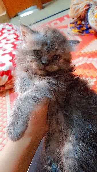 pure Persian grey kitten 8