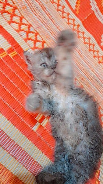 pure Persian grey kitten 10