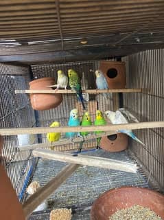 Australian parrots and others