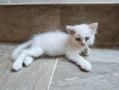 Persian kittens for sale