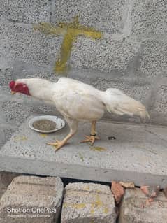 I am selling my hens aseel Hera morga