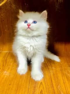 Persian top quality cat