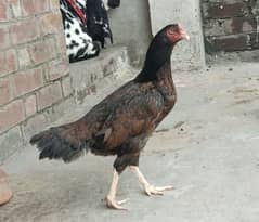 Aseel hen with 2 chicks of 3 months