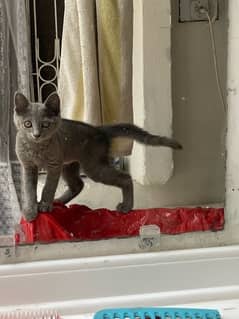 Russian blue cat age 3 months