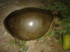 chelonia mydas turtle