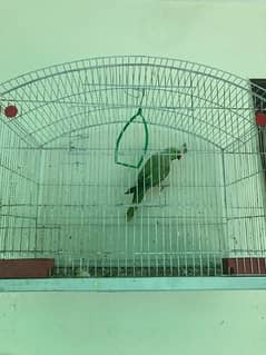 Parrot with Cage