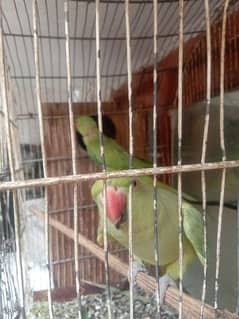talking Wala pair with 3 eggs for sale 03054636833