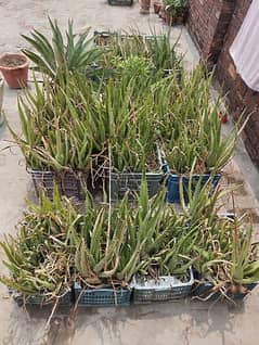 Aloe Vera plants