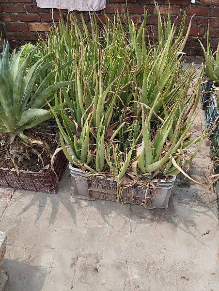 Aloe Vera plants 1